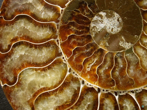 ammonite healing properties