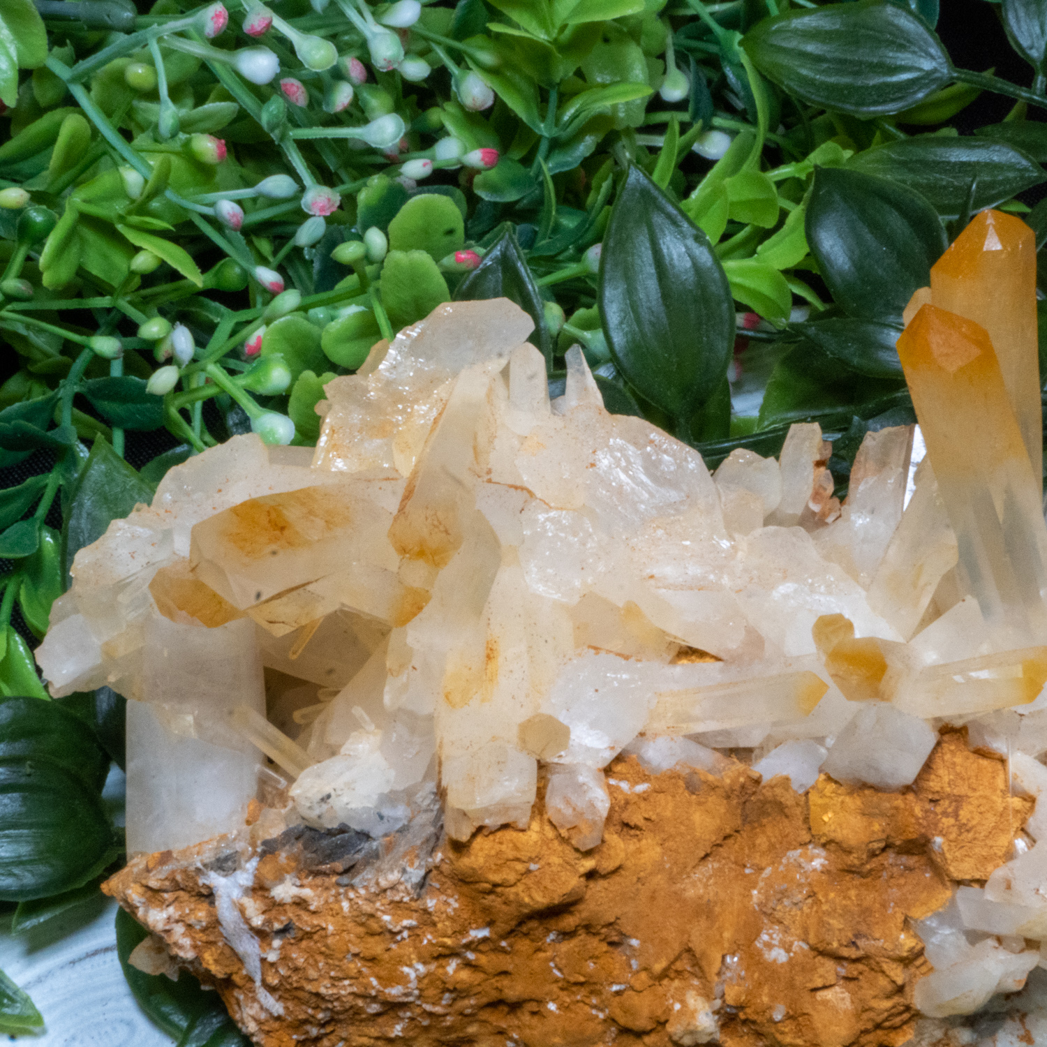 Mango Quartz 5 The Crystal Council