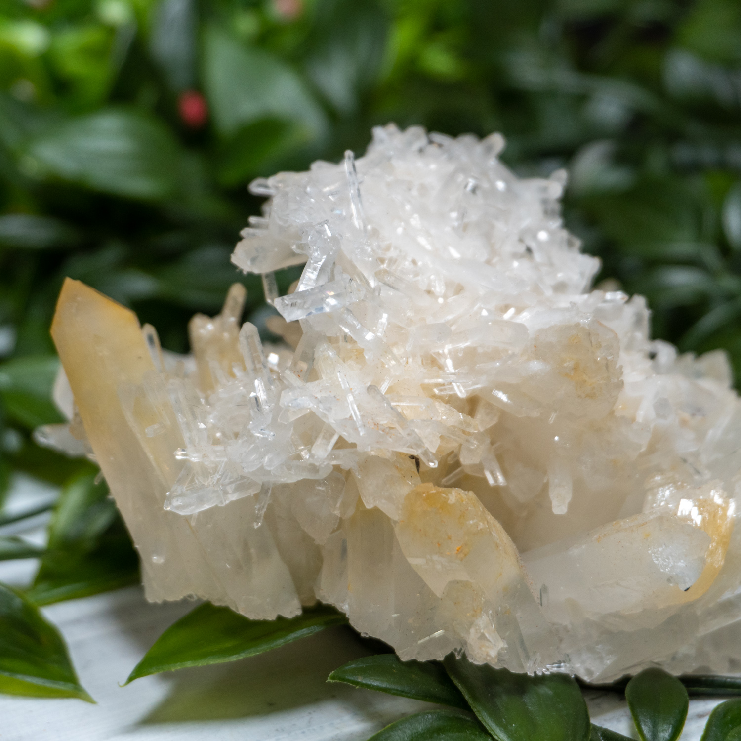 Mango Quartz 4 The Crystal Council