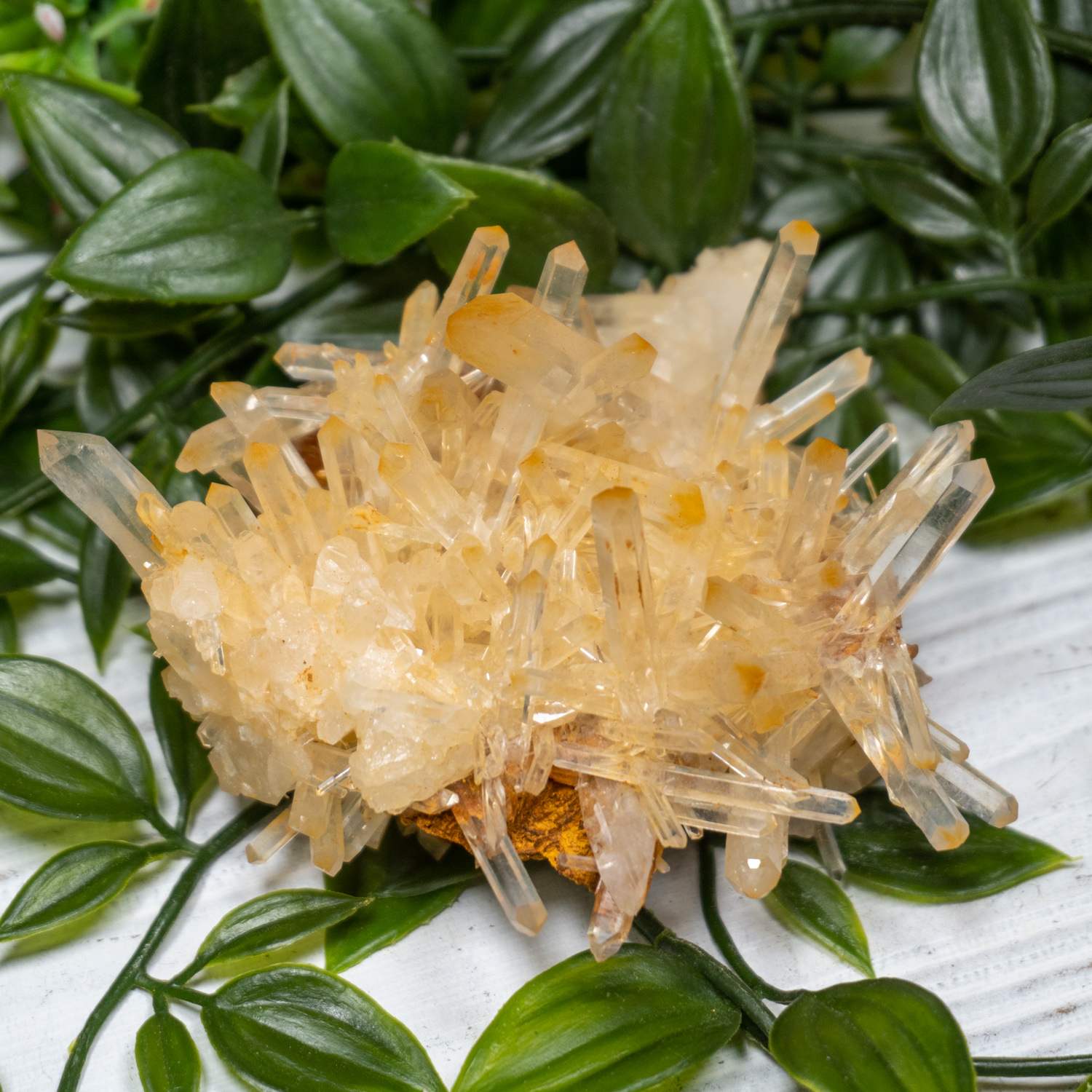 Mango Quartz 2 The Crystal Council