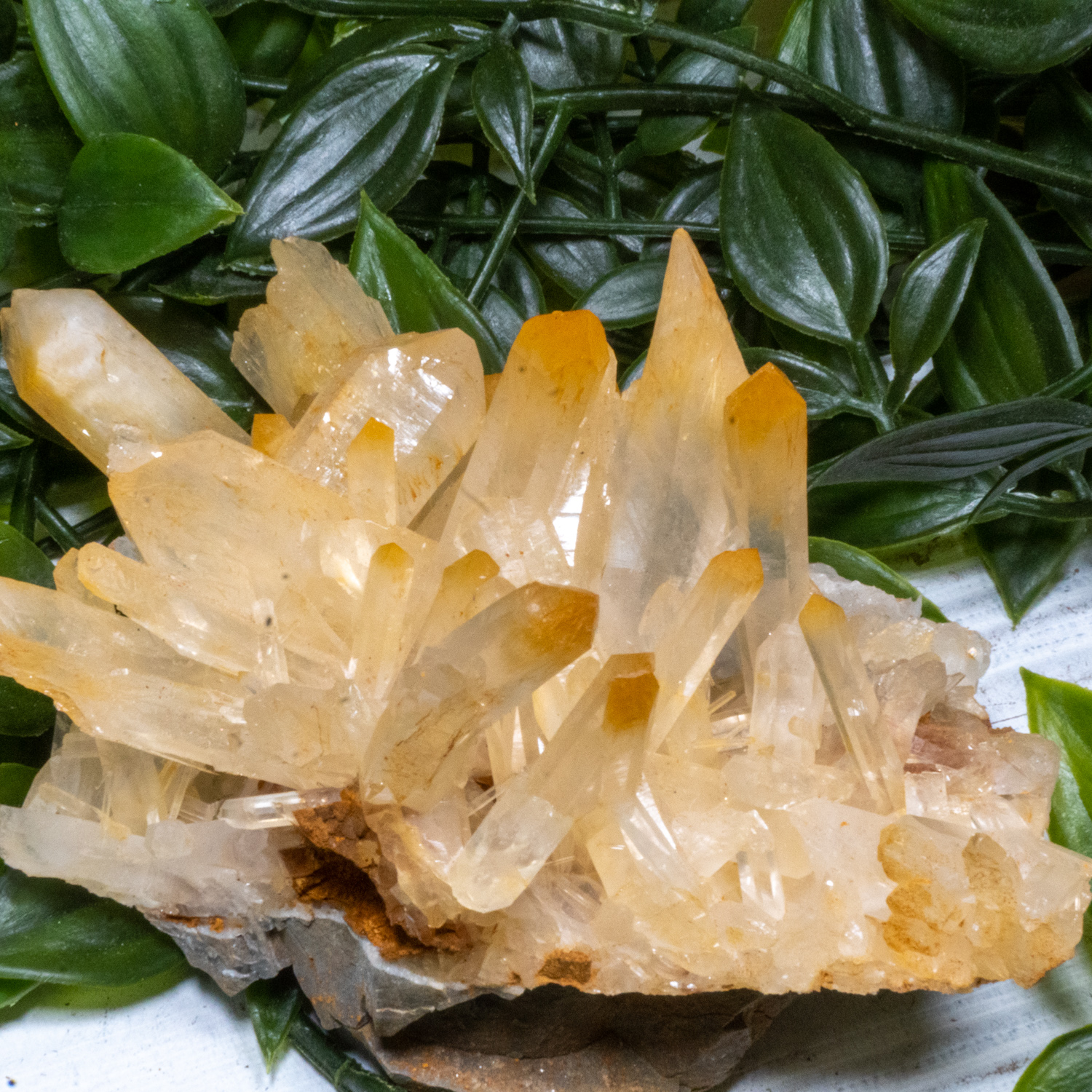 Mango Quartz 3 The Crystal Council