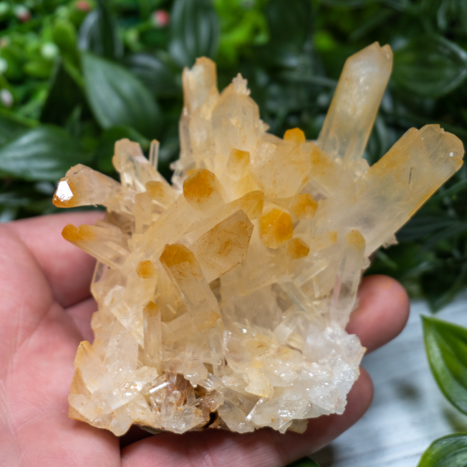 Mango Quartz 3 The Crystal Council