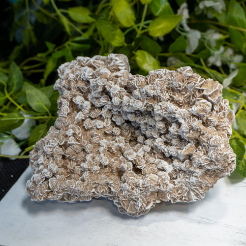 XL Desert Rose Selenite #5