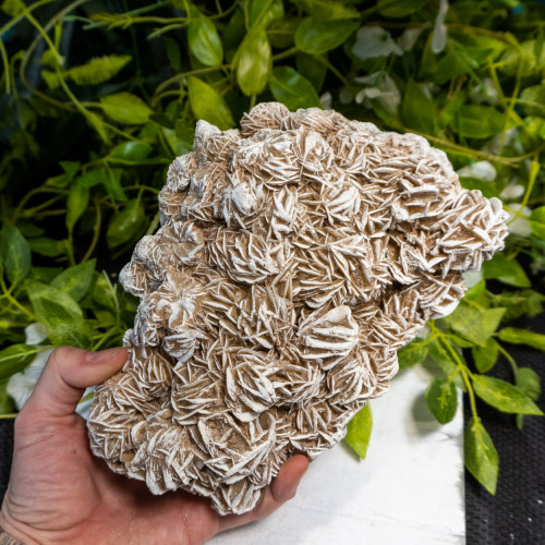 XL Desert Rose Selenite #2
