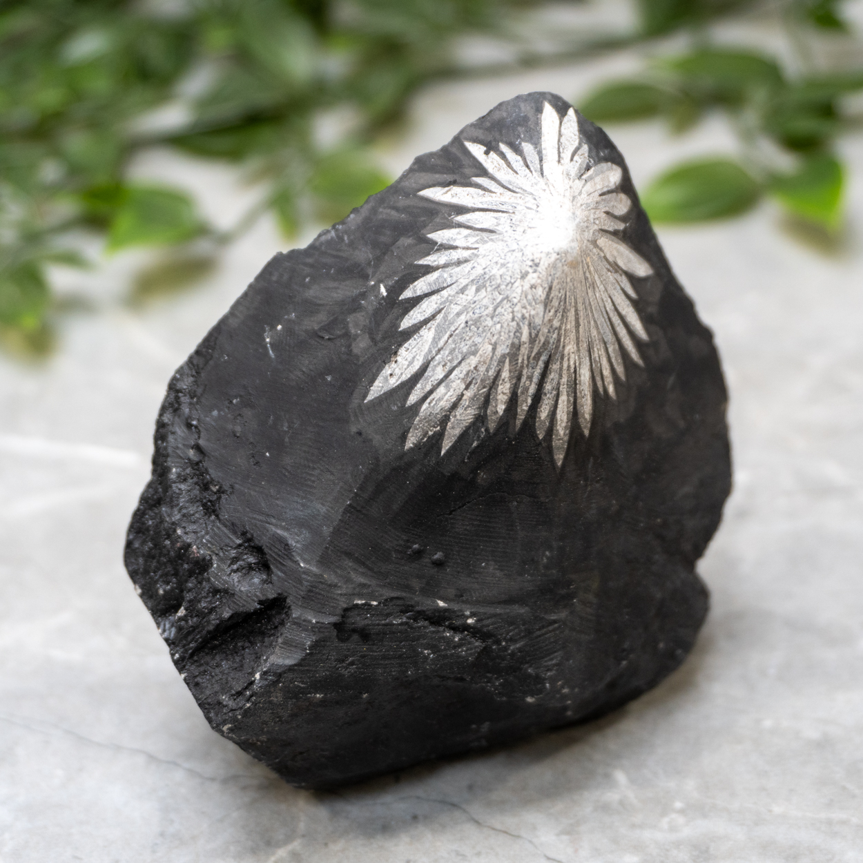 Chrysanthemum Stone Raw #1 - The Crystal Council