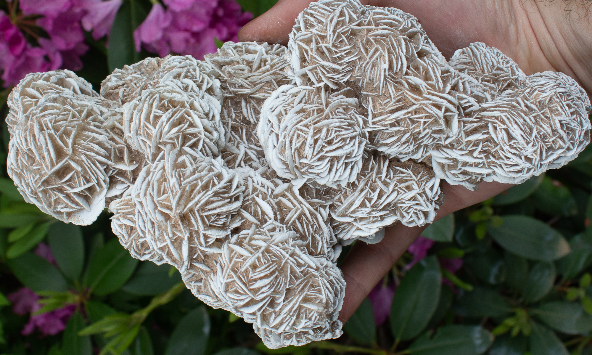 Desert Rose: A beautiful and resistant plant for your pot or garden | My desired home