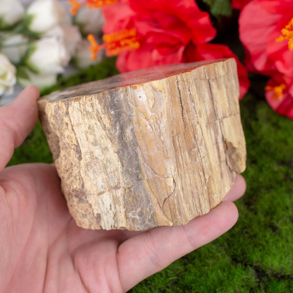 Petrified Wood Stump The Crystal Council