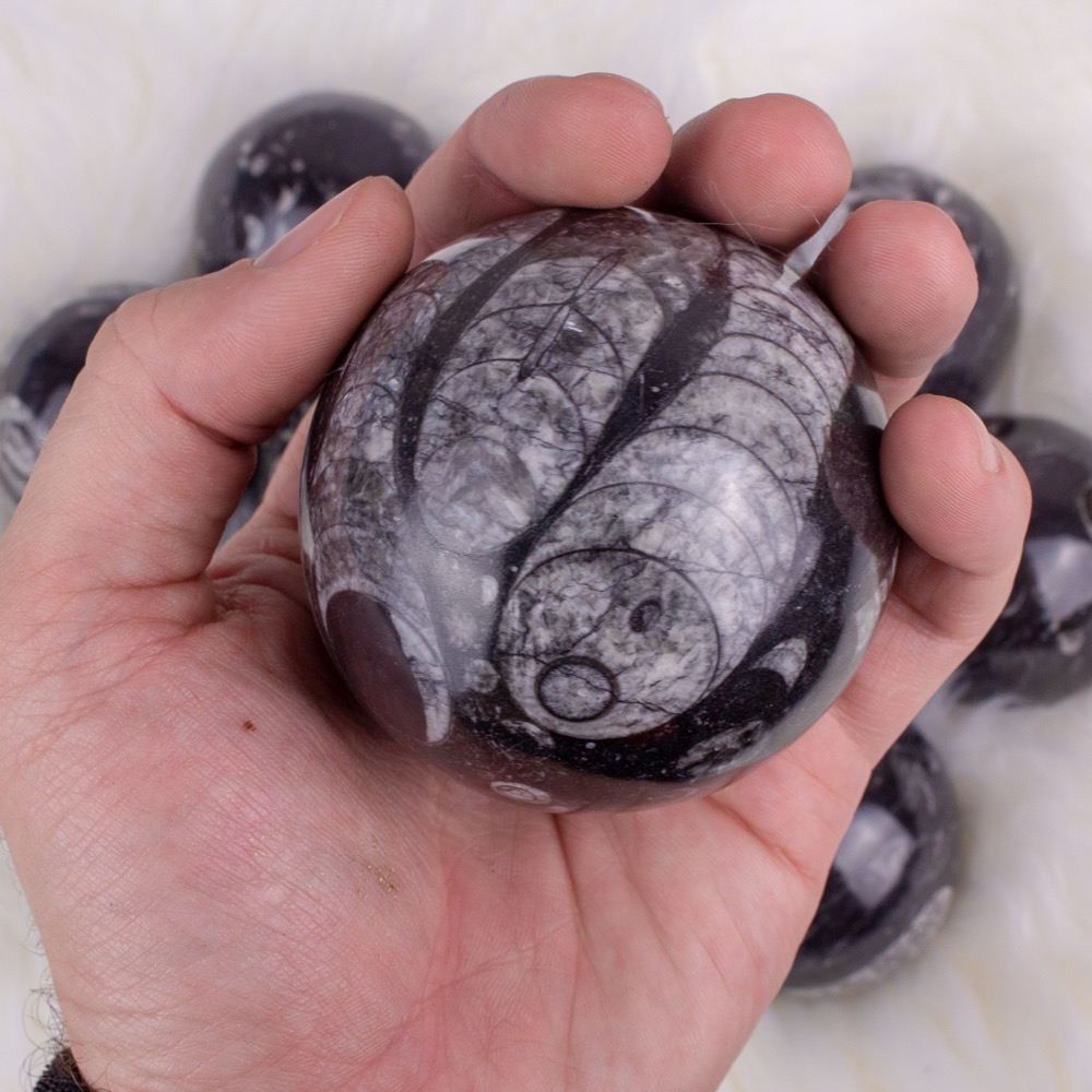 Orthoceras Sphere Large