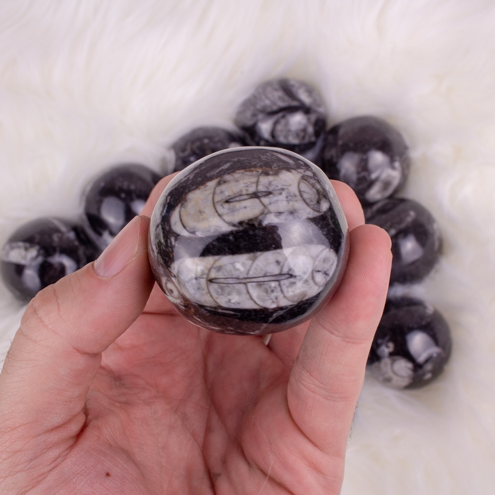 Orthoceras Sphere Small