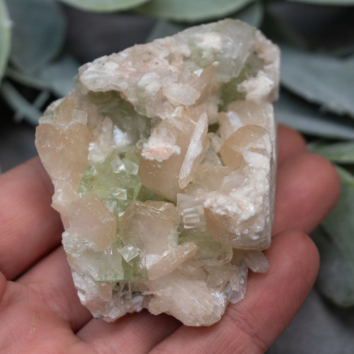 Green Apophyllite with Scolecite on Stilbite #5