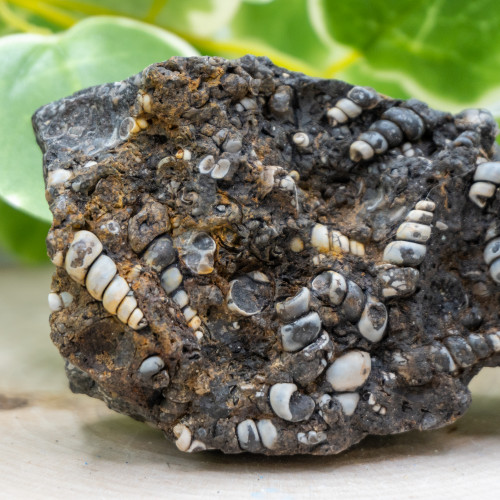 Turritella Agate #3