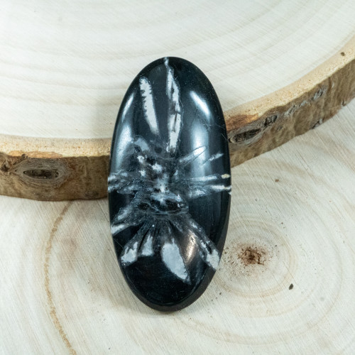 Chrysanthemum Stone Cabachon #3