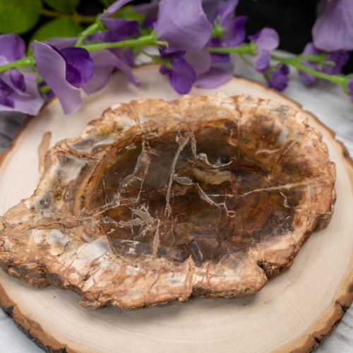 Petrified Wood Slab #1