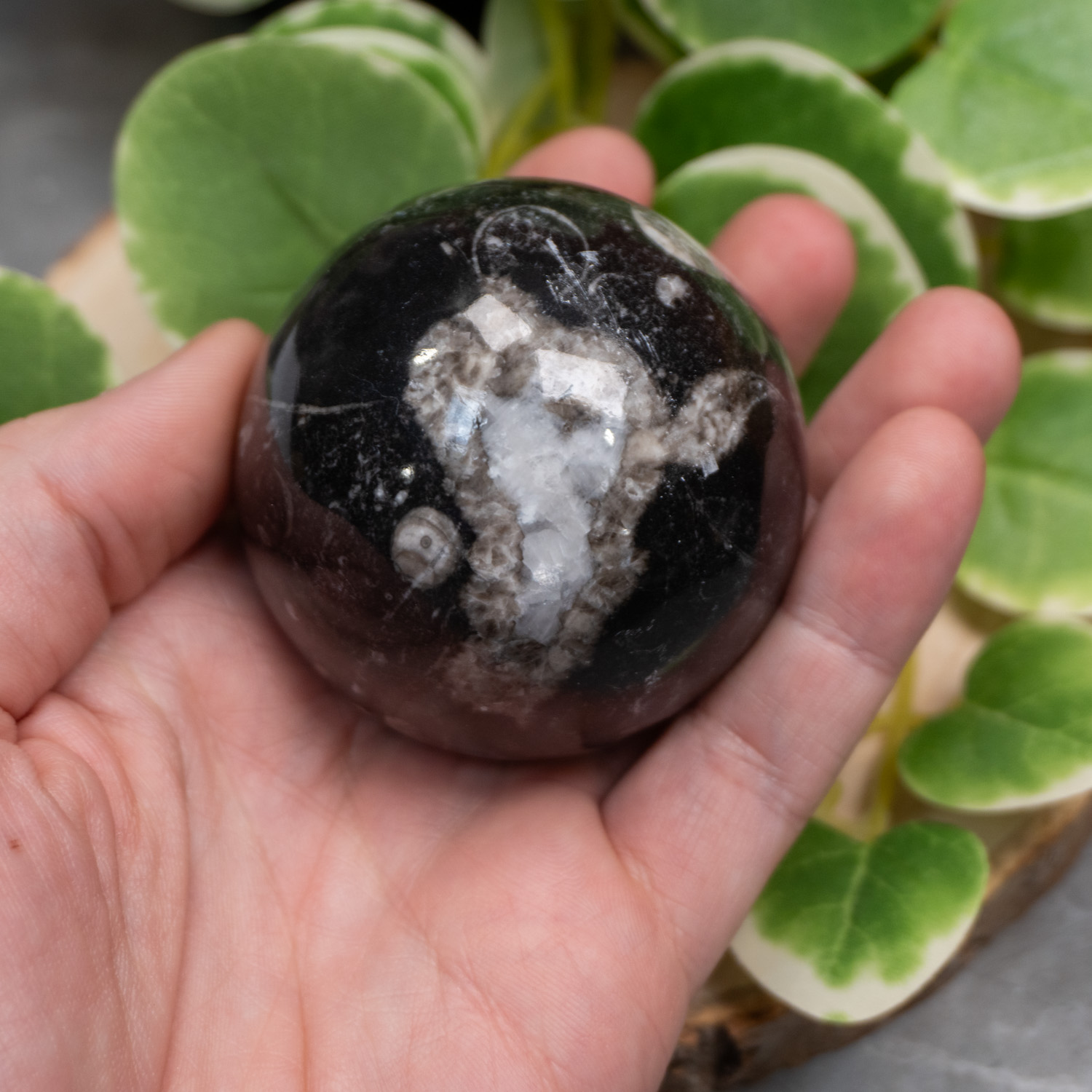 Medium Orthoceras Sphere Random