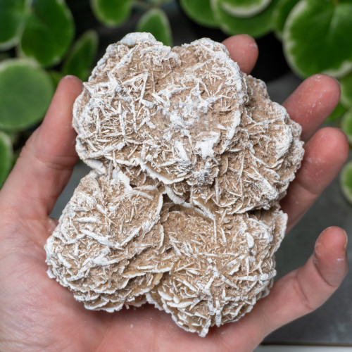 Desert Rose Selenite #3