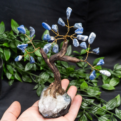 Medium Sodalite Crystal Tree