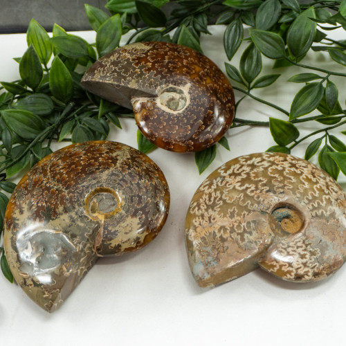 Polished Ammolite Medium