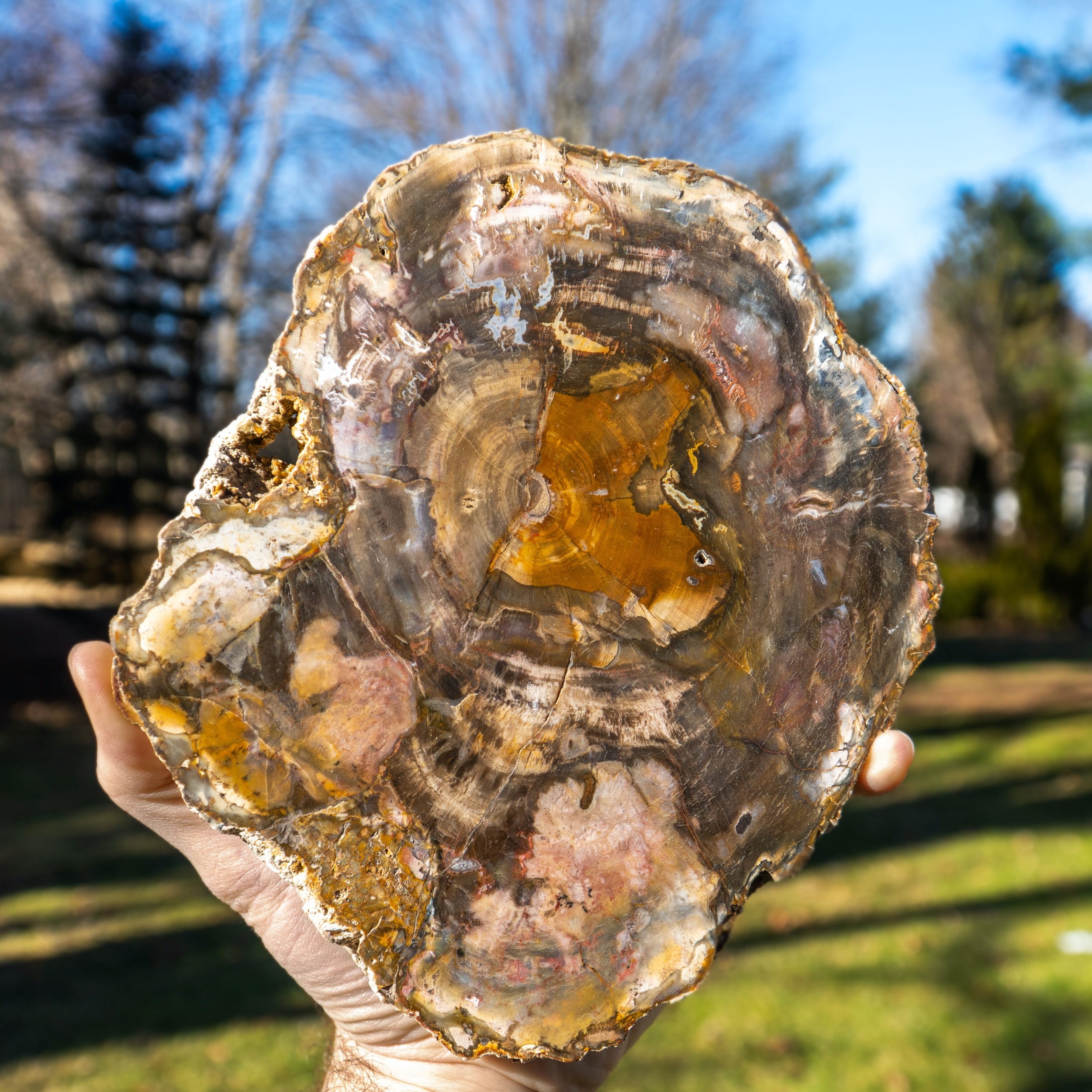  Petrified Wood Meanings And Crystal Properties The Crystal Council