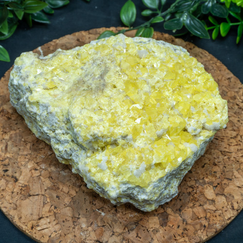 XL Yellow Sulfur #5