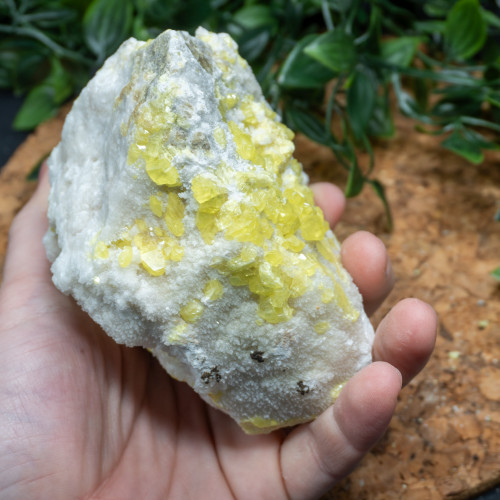 Yellow Sulfur #8