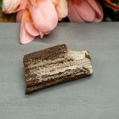 Petrified Wood with Quartz #2