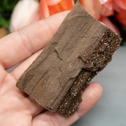 Petrified Wood with Quartz #1