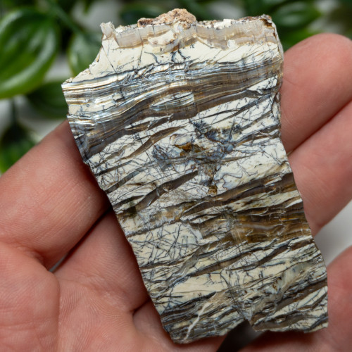 Arizona Pietersite #7