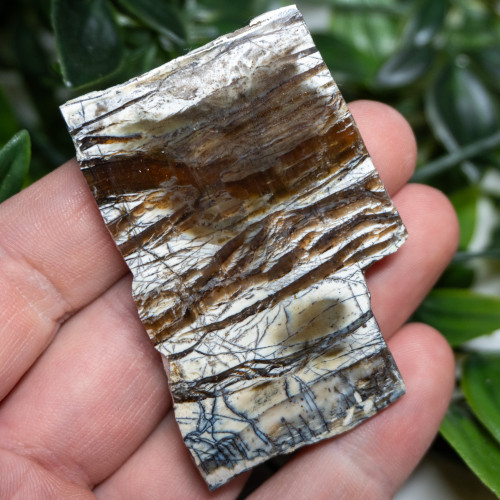 Arizona Pietersite #5