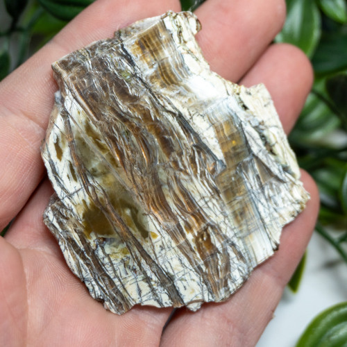 Arizona Pietersite #3