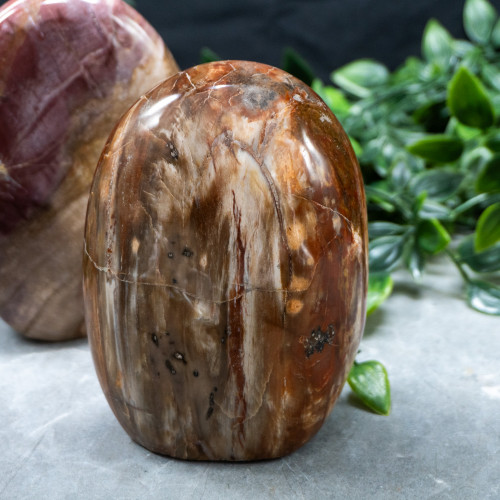 Petrified Wood Large Freeform