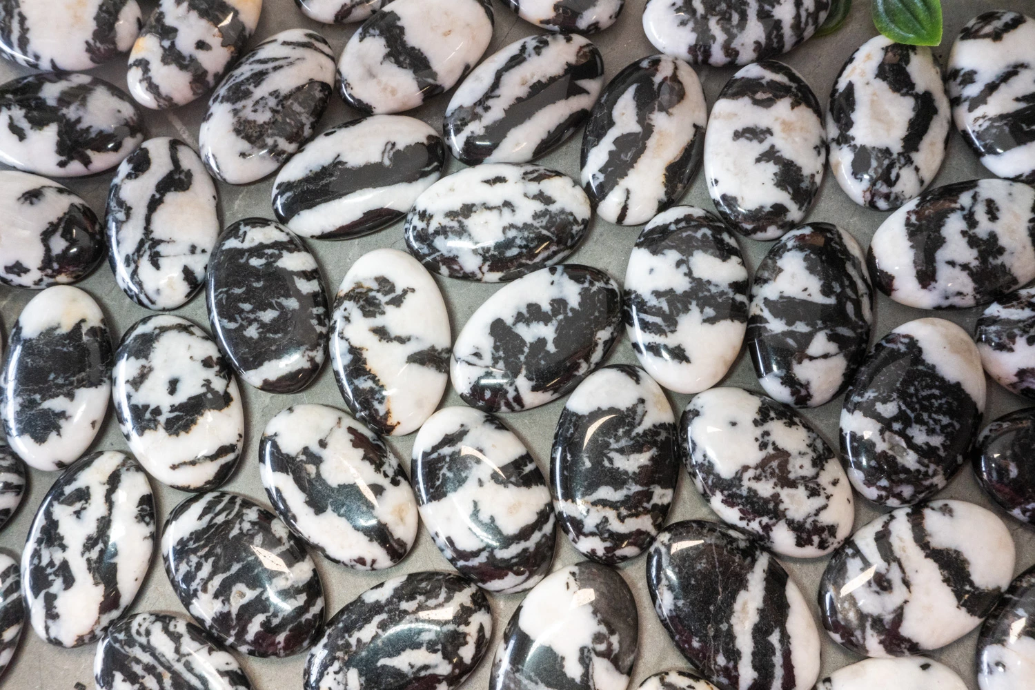 Zebra Jasper