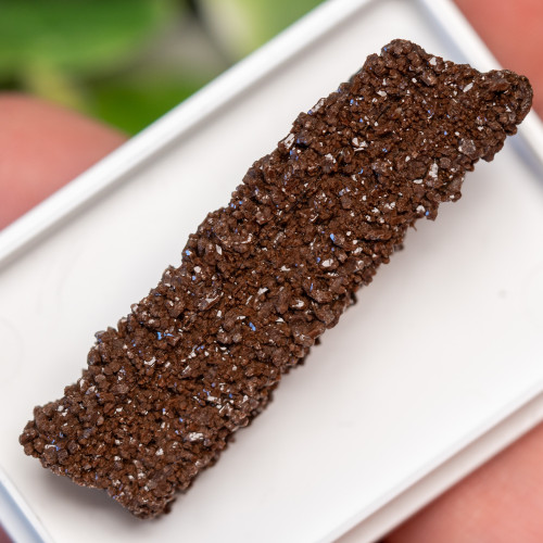 Petrified Wood with Quartz Coating #7