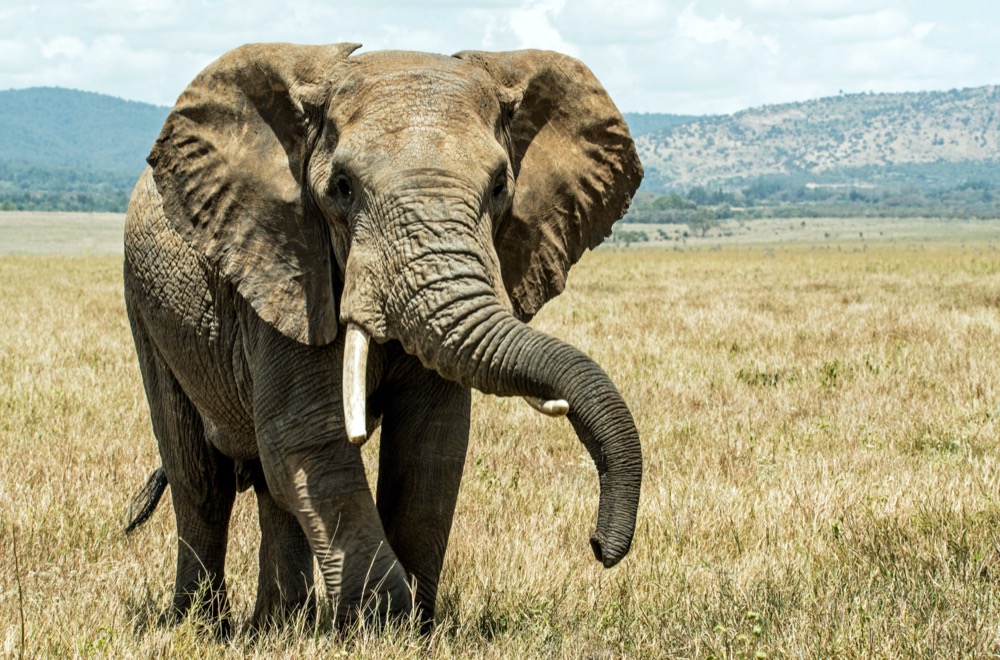 Save The Elephants Fund