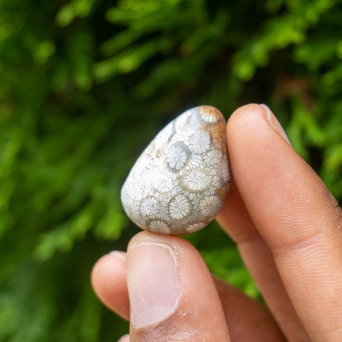 Fossilized Coral Tumbled