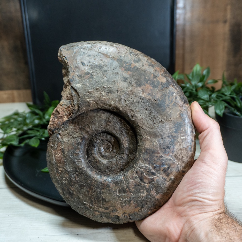 ammonite animal