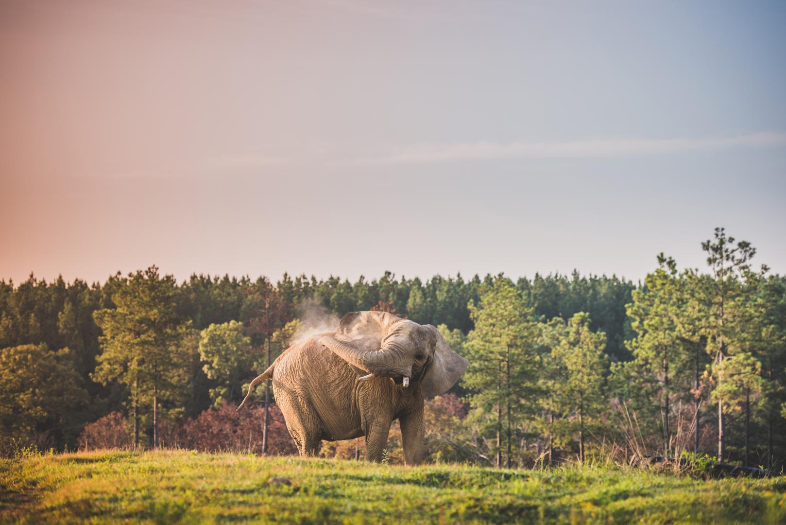 The Elephant Sanctuary