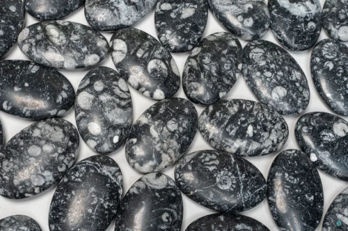 Fossil Shell Jasper