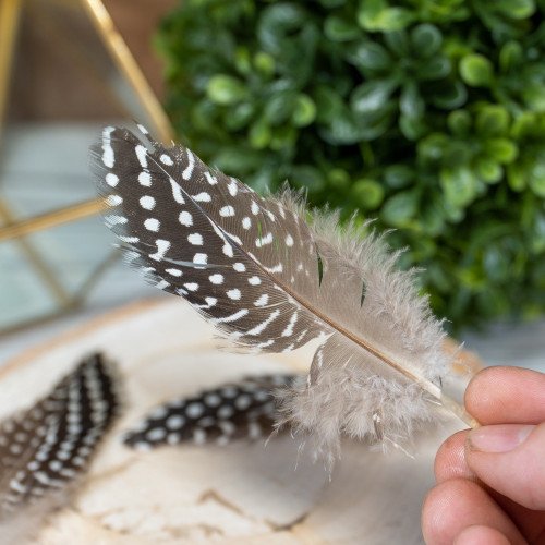 Guinea Fowl Feather
