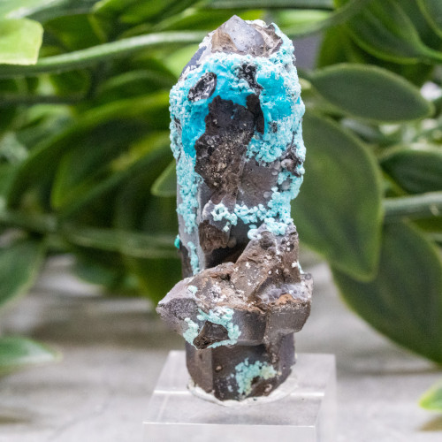 Quantum Quattro on Smoky Quartz #1