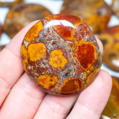 Cobra Jasper