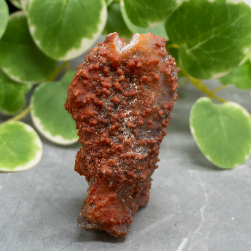 Red Grape Agate #11