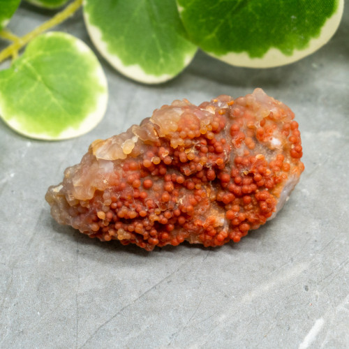 Red Grape Agate #6