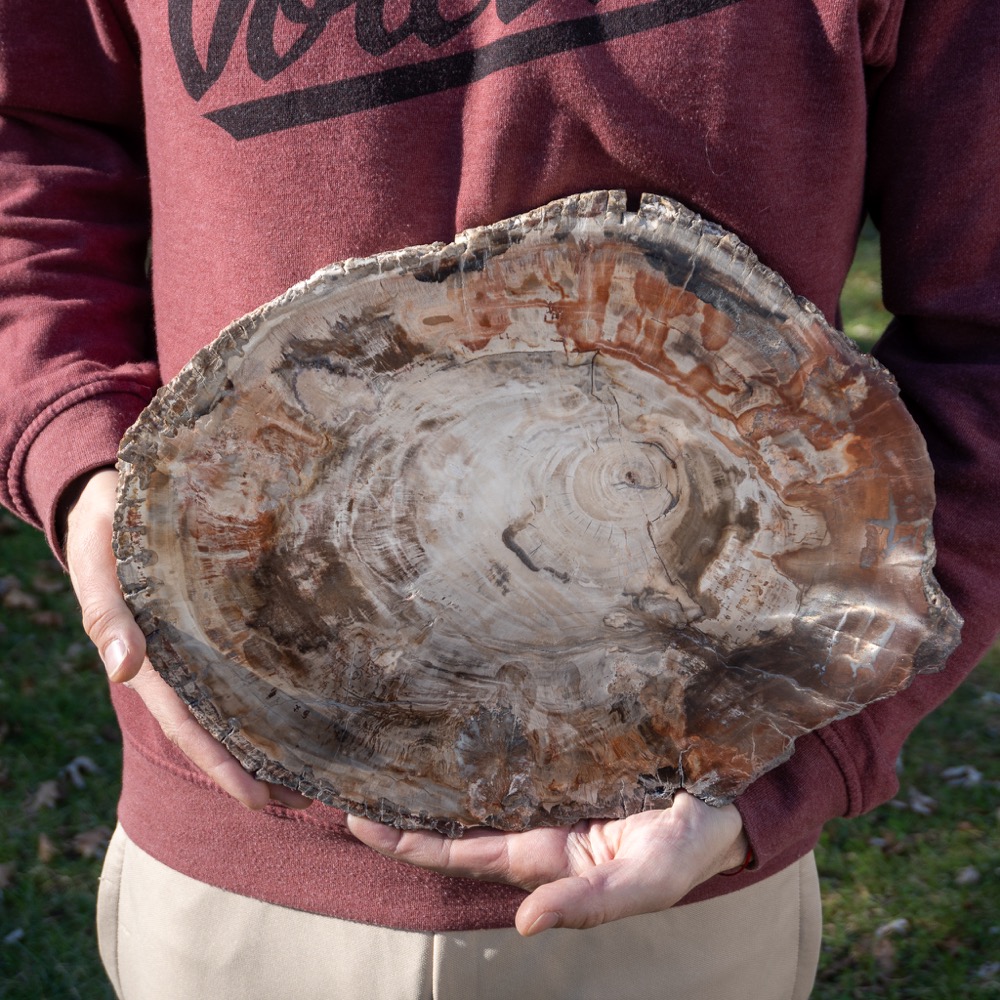 XL Petrified Wood Slab