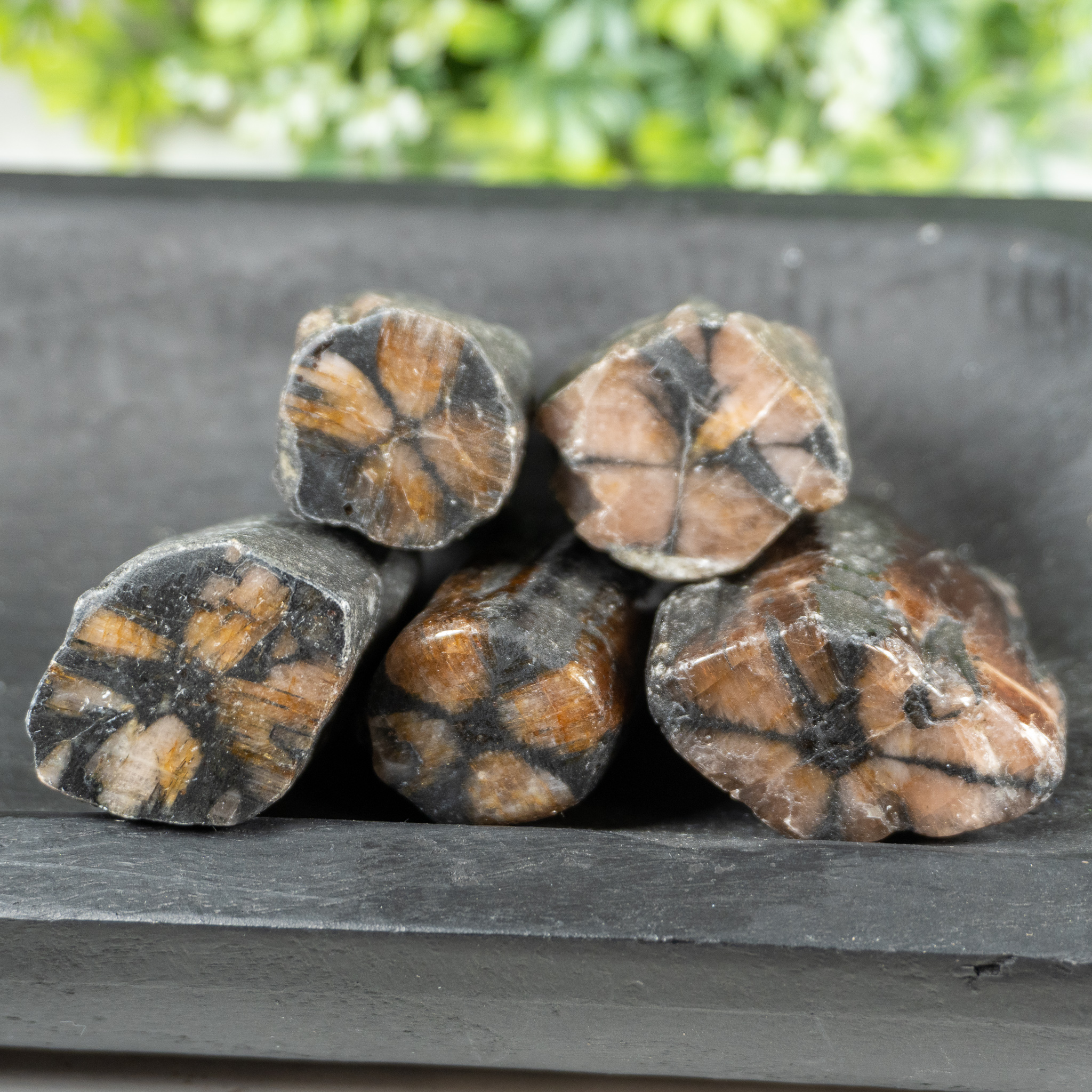 Chiastolite Polished Palm Piece