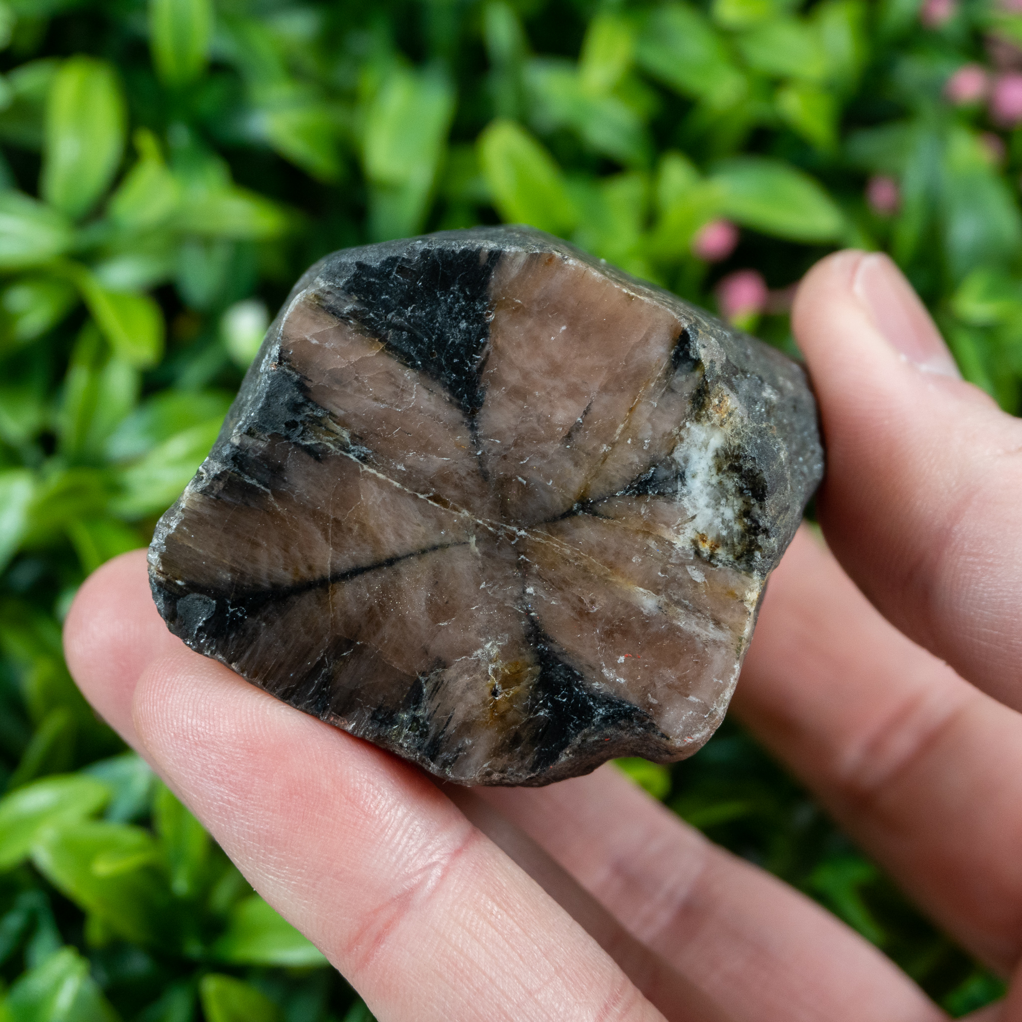 Chiastolite Specimen #1