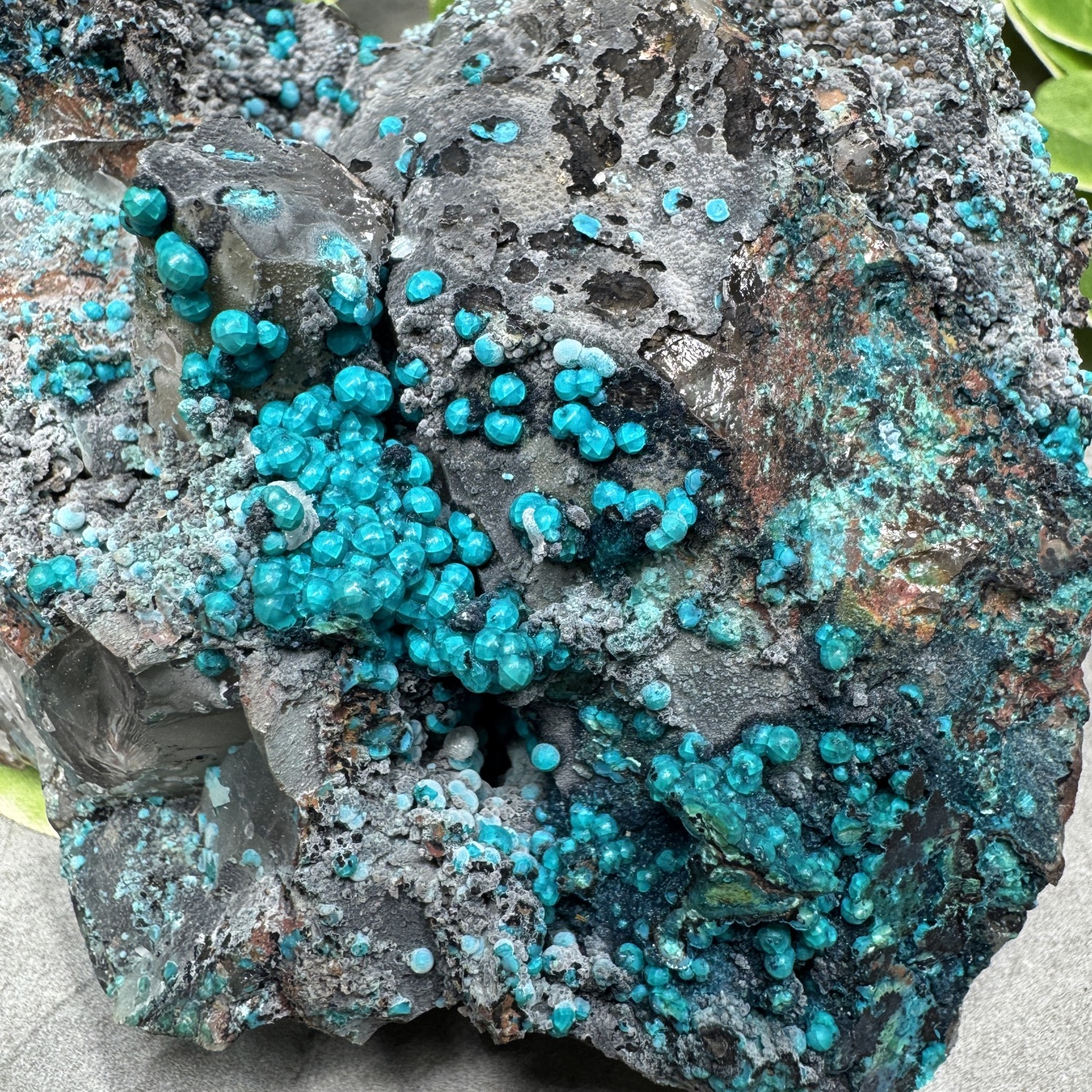 XL Quantum Quattro #2