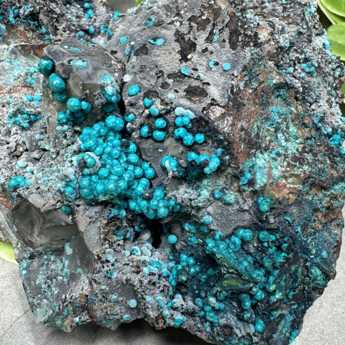 XL Quantum Quattro #2