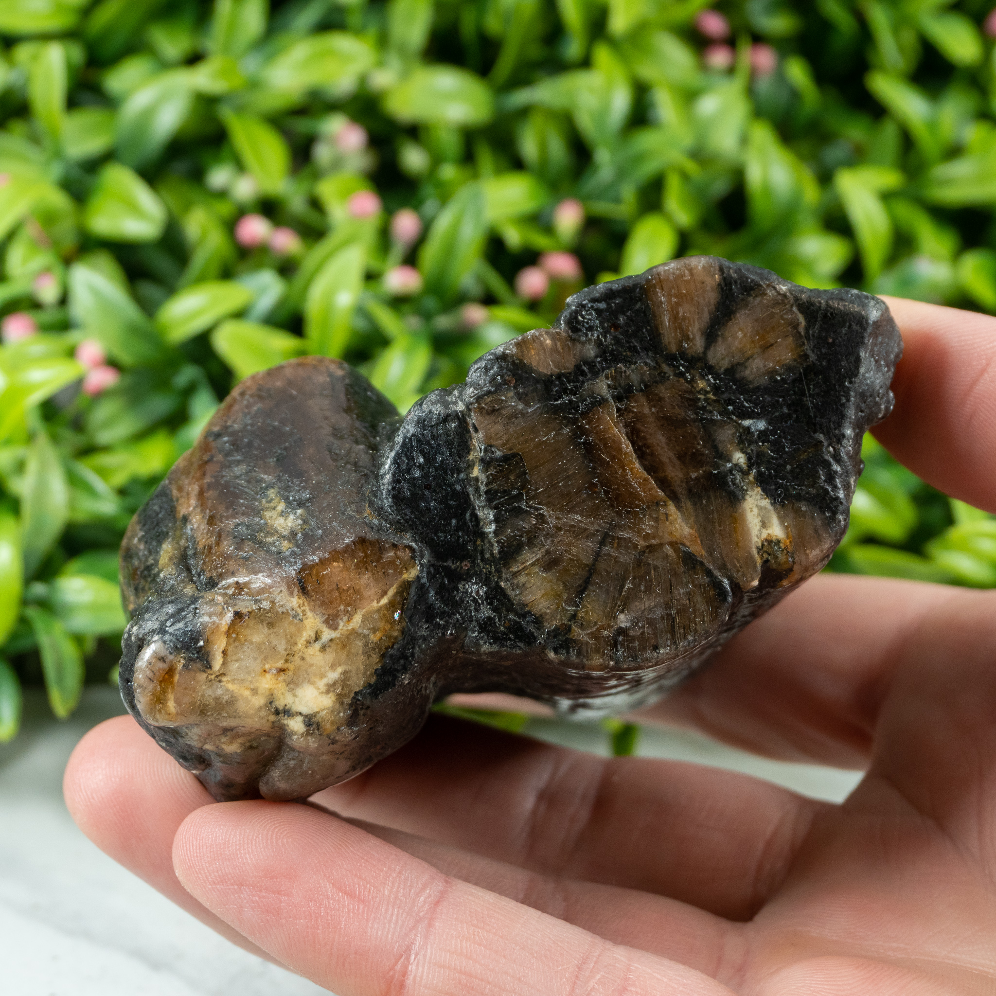 Chiastolite Specimen #2