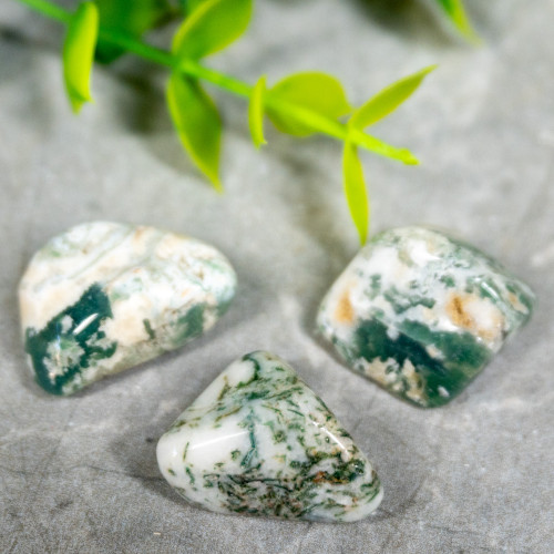 Tree Agate Tumbled