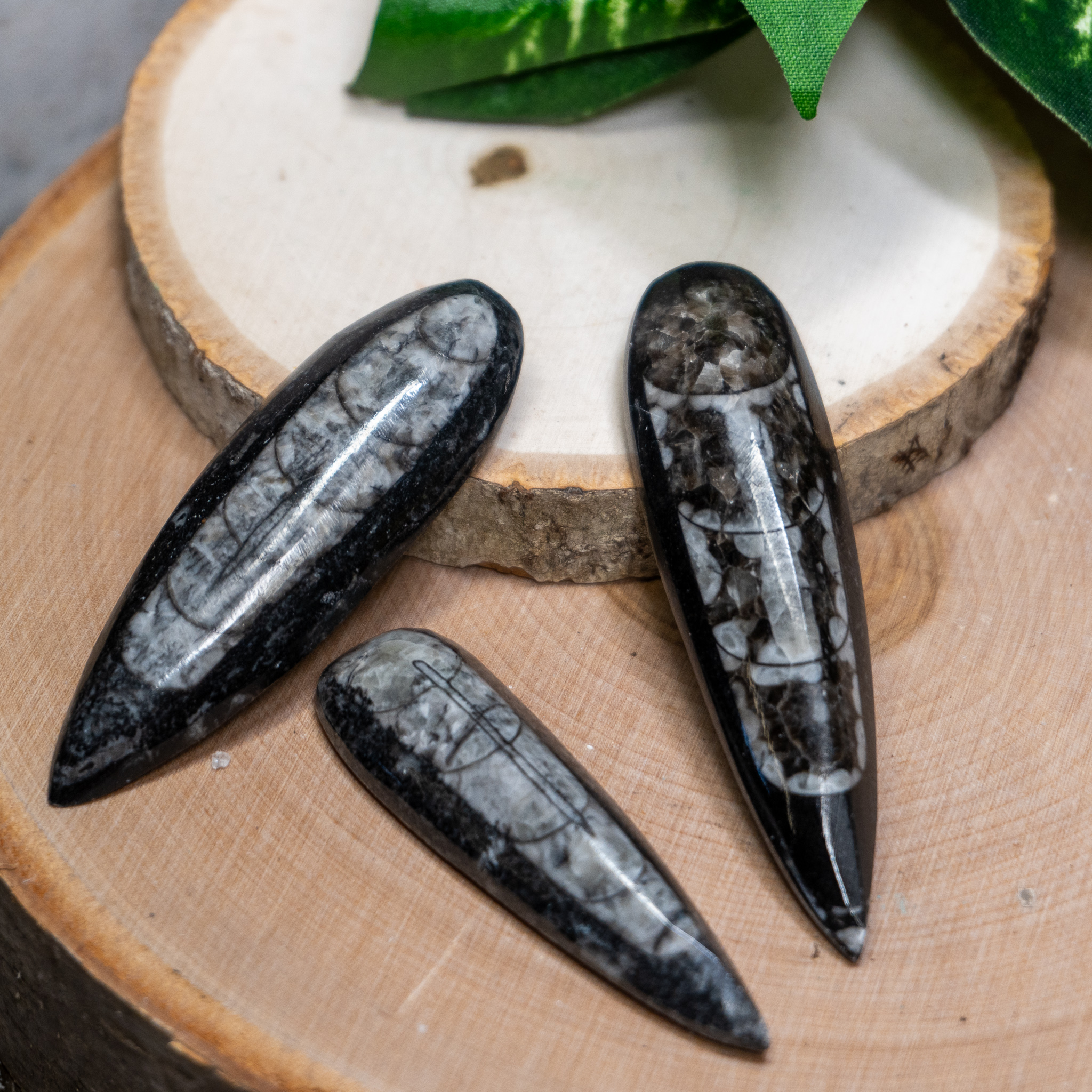 Small Ortho Cabochan